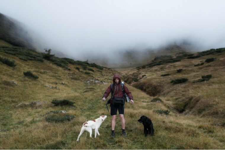 two dogs hiking with the pet owner