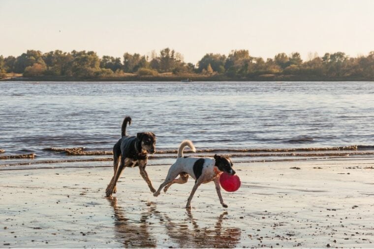 two dogs playing at the beach