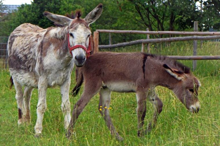 two donkeys on the grass field