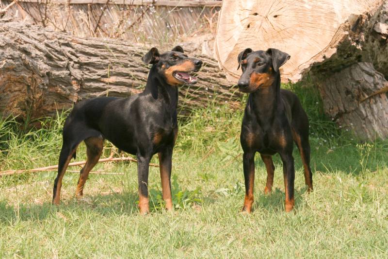 two manchester terrier dogs standing outdoors