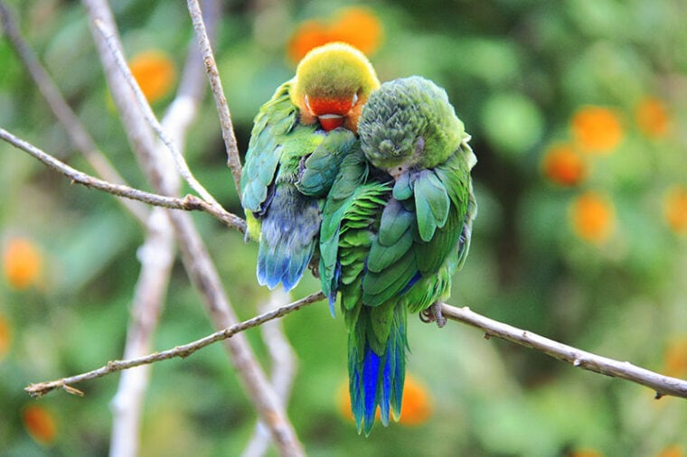 two parrot in the wild