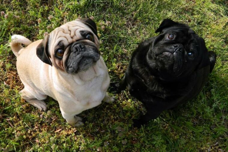 two pugs looking straight at the camera