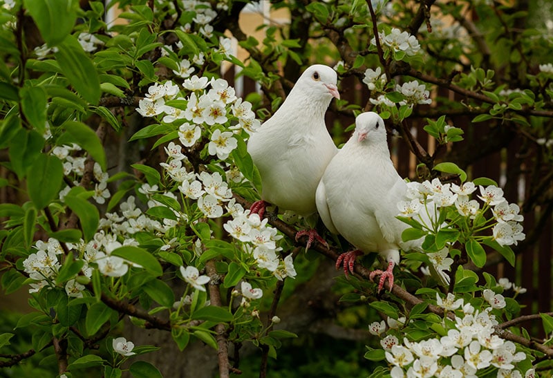 two white doves on a tree