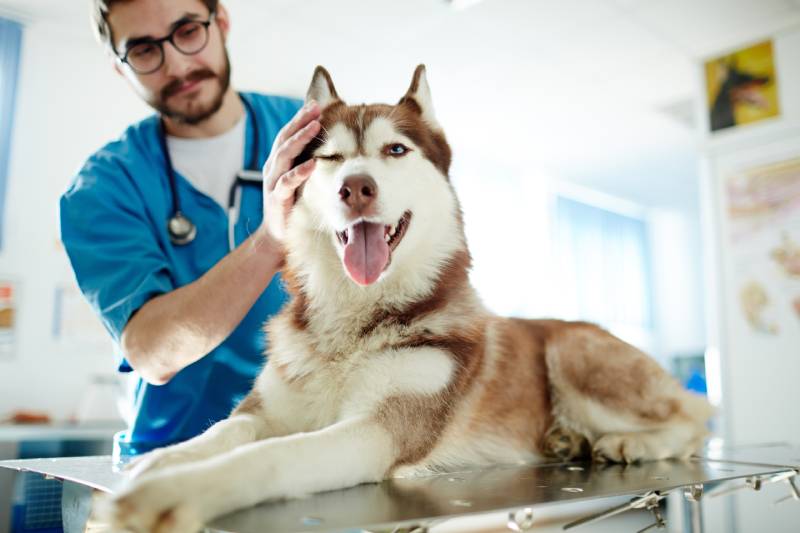 klinikte siberian husky köpeğini kontrol eden veteriner