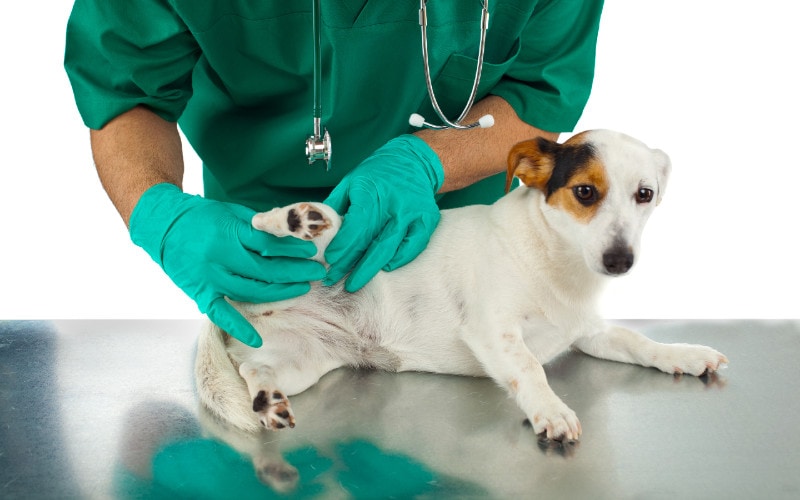 veterinarian examining a dog's hip joint