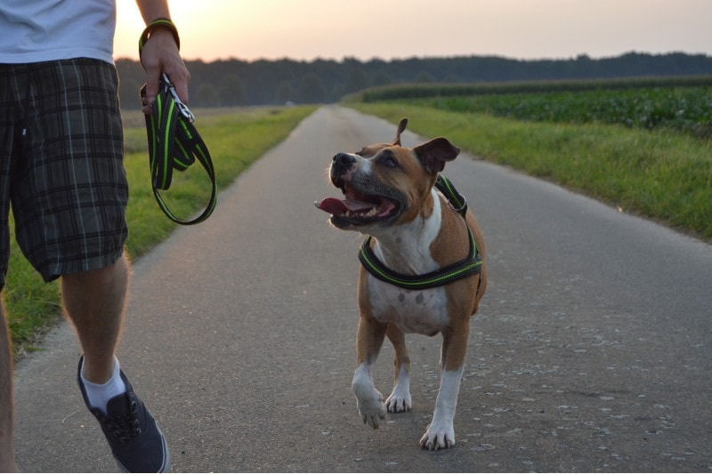 walking pitbull with petowner