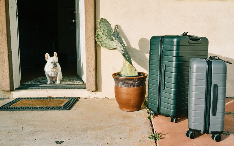 white French bulldog sitting at the door looking at luggage