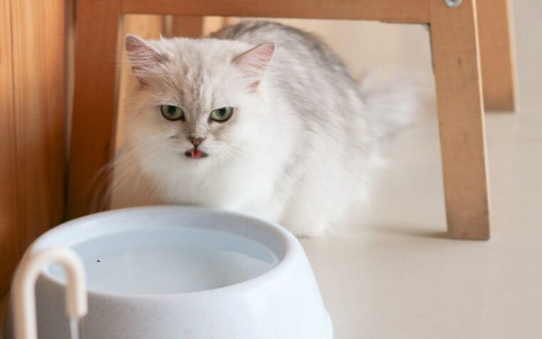 white Persian cat drinking from water bowl