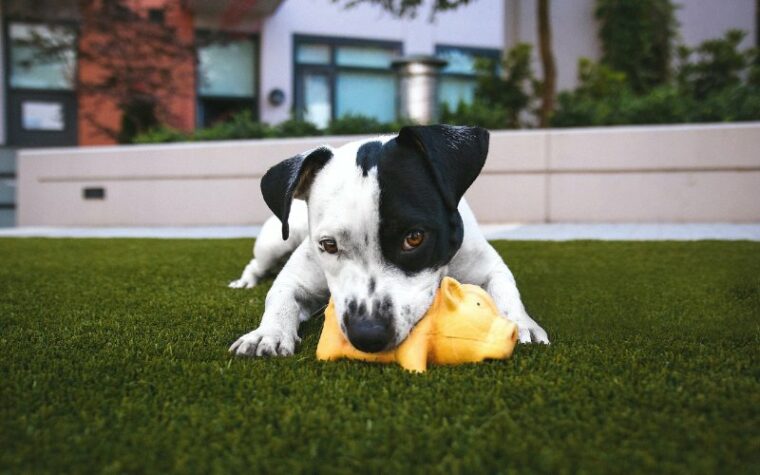 white and black dog playing with a yellow toy on the grass