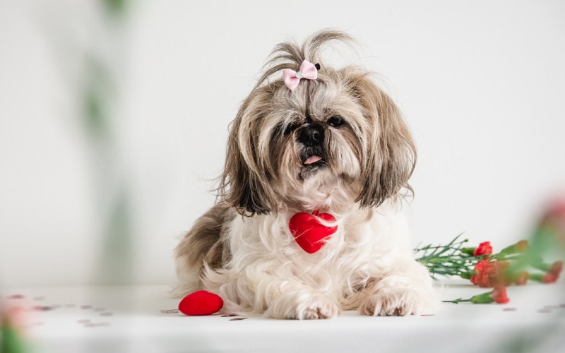 white and brown shih tzu dog sitting on the floor with heart plush toy