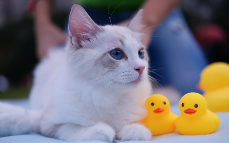white cat lying down with rubber ducks beside it