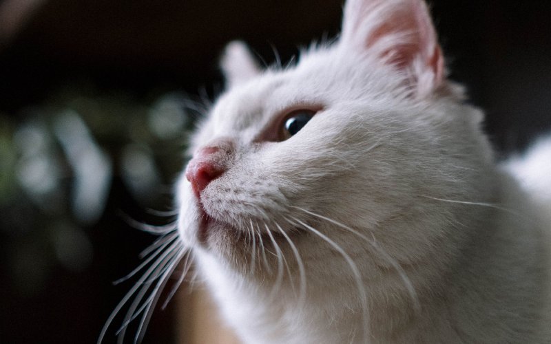 white cat with its nose up