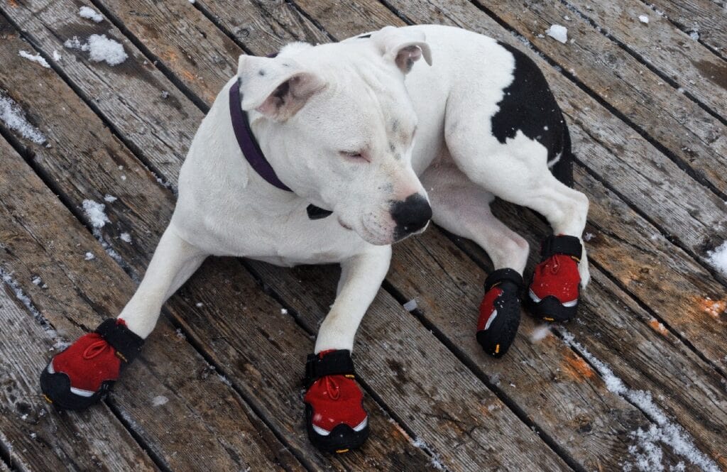 white dog wearing dog boots_JumpStory
