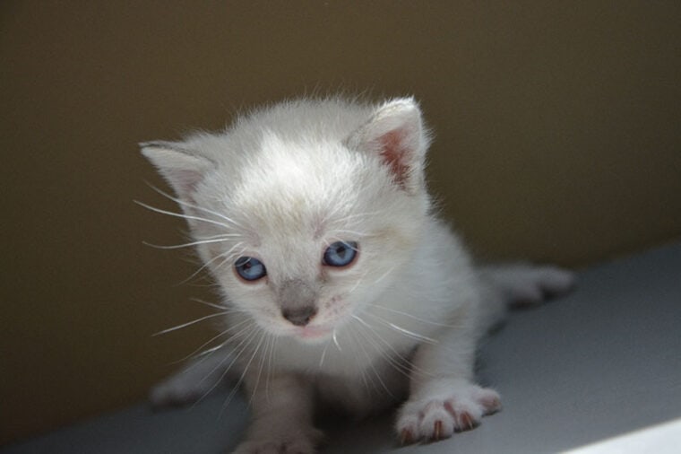 white kitten with swimmer syndrom_JumpStory
