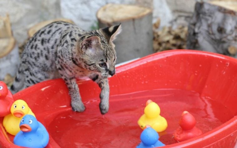 wild savannah cat playing with toys in red basin