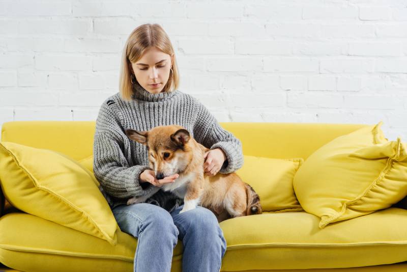 mujer sentada en el sofá dando tratamiento al perro pembroke welsh corgi