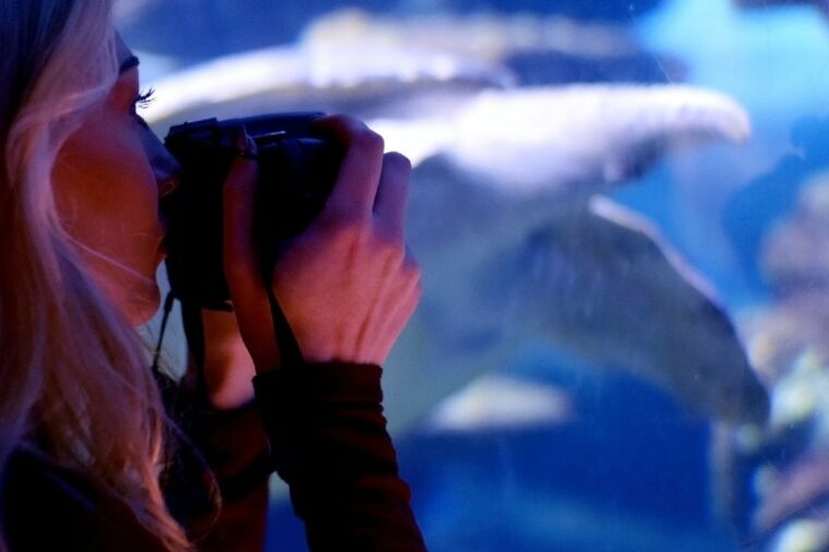 woman taking a photo of an aquarium