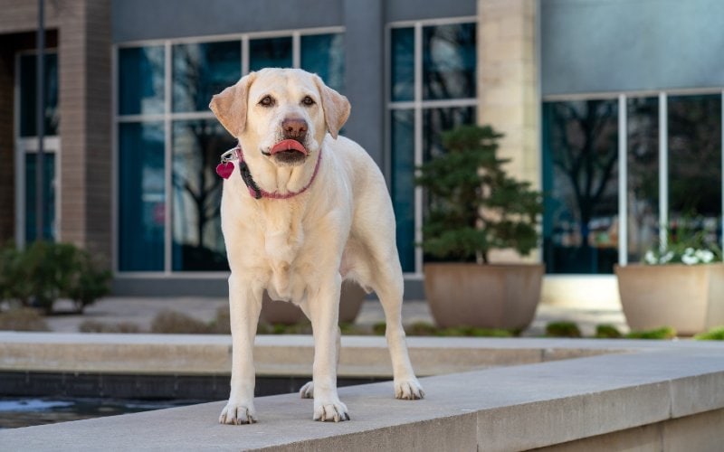yellow labrador in front of building