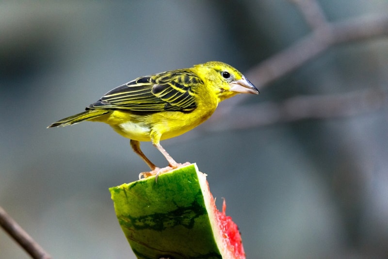 A canary eating watermelon