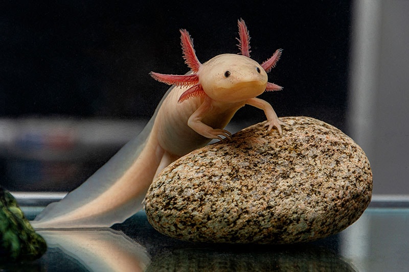A cute axolotl poses on a stone