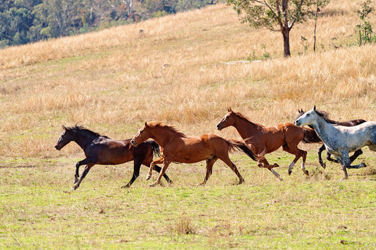 A herd of strong and fast wild Australian horses racing across the plains of a beautiful valley