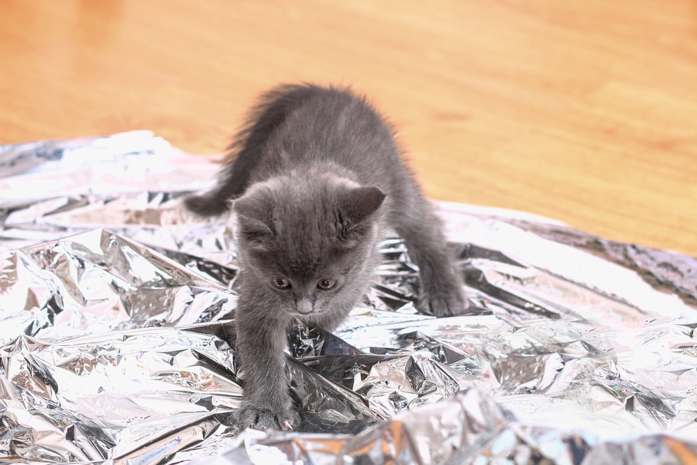A small gray kitten plays with foil and a ball