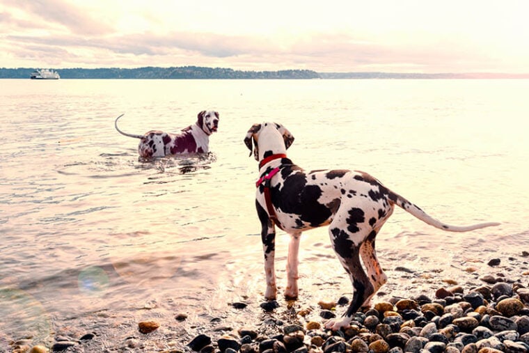 Adult great dane dog leading puppy out into the water to teach him to swim in golden sun from beach