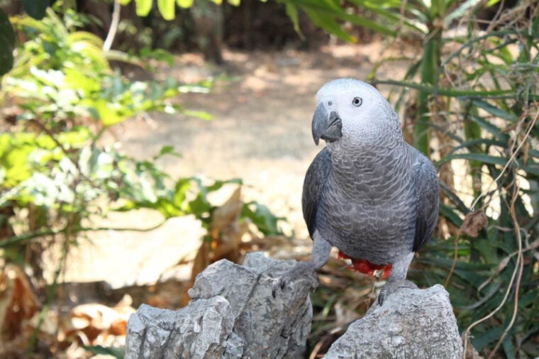 African Grey Parrot perched on a rock