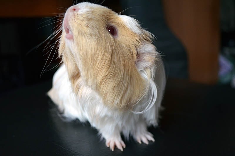 Albino guinea pig with red eyes