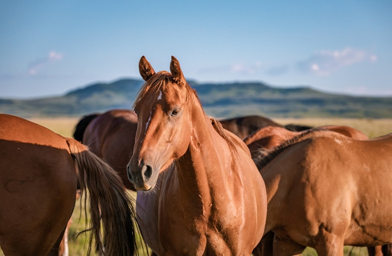 American Quarter Horse herd in Montana