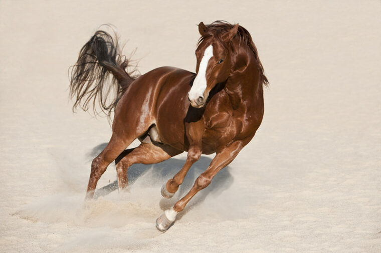 American Quarter horse chestnut stallion