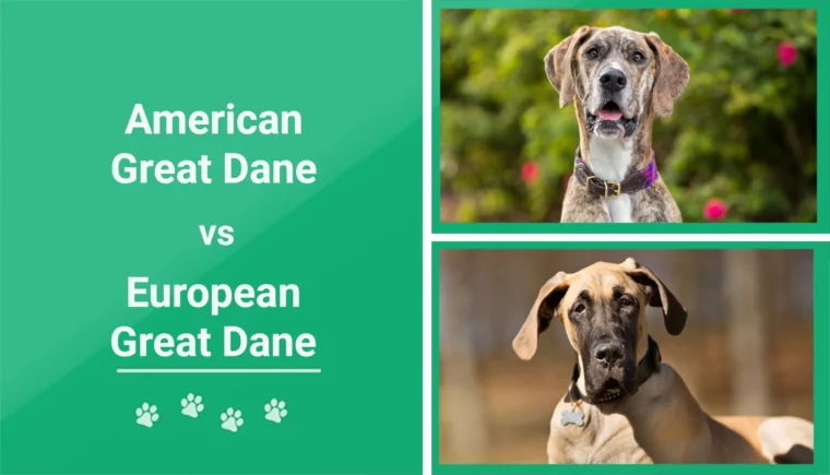 American vs European Great Dane - Featured Image