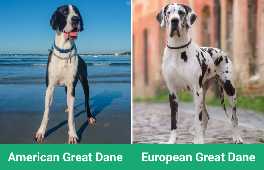 American vs European Great Dane - Visual Differences