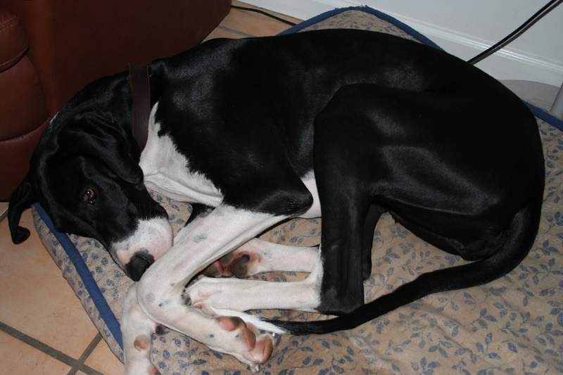 Black and white Great Dane lying on its bed