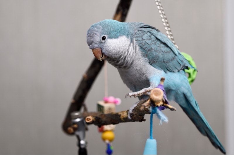 Blue Quaker Parrot playing