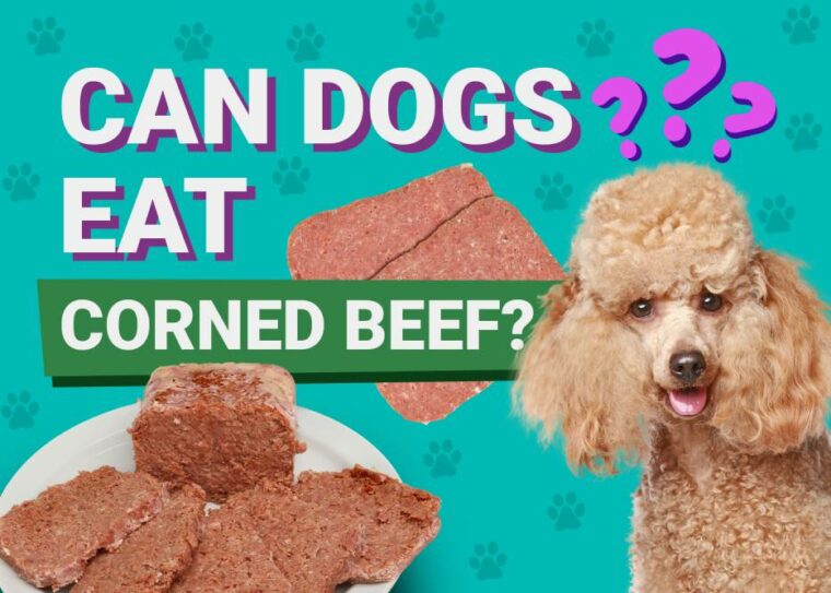 Can Dogs Eat_corned beef