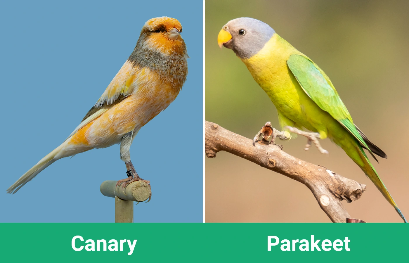 Canary vs Parakeet - Visual Differences