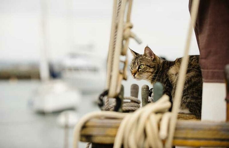 Cat lying down on sailboat
