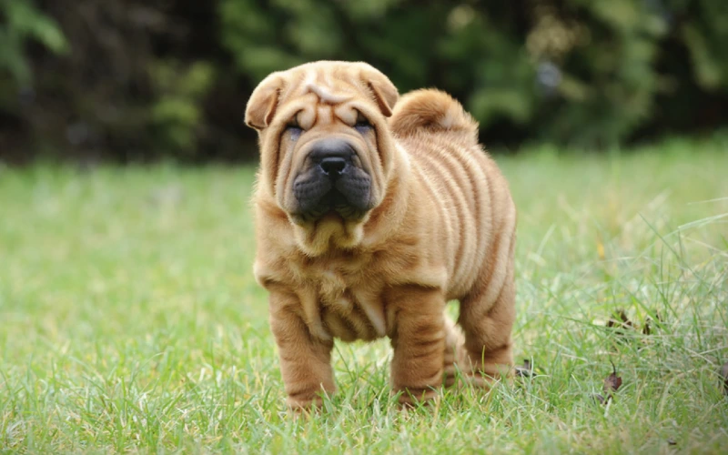 Chinese Shar-pei puppy on the grass