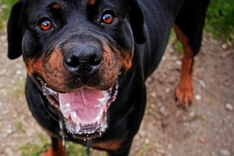 Closeup of a drooling Rottweiler's face