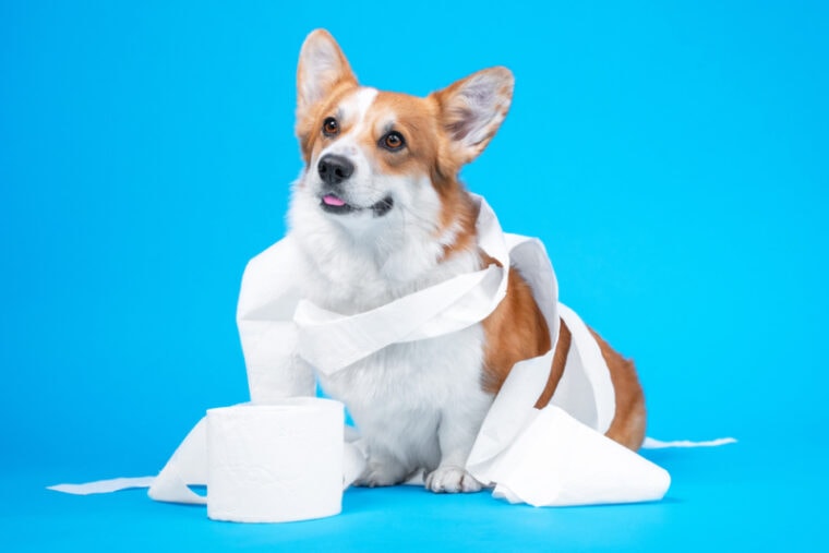 Corgi playing with a roll of white toilet paper