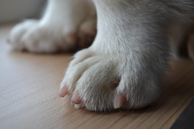 Corgi puppy paws with cute nails