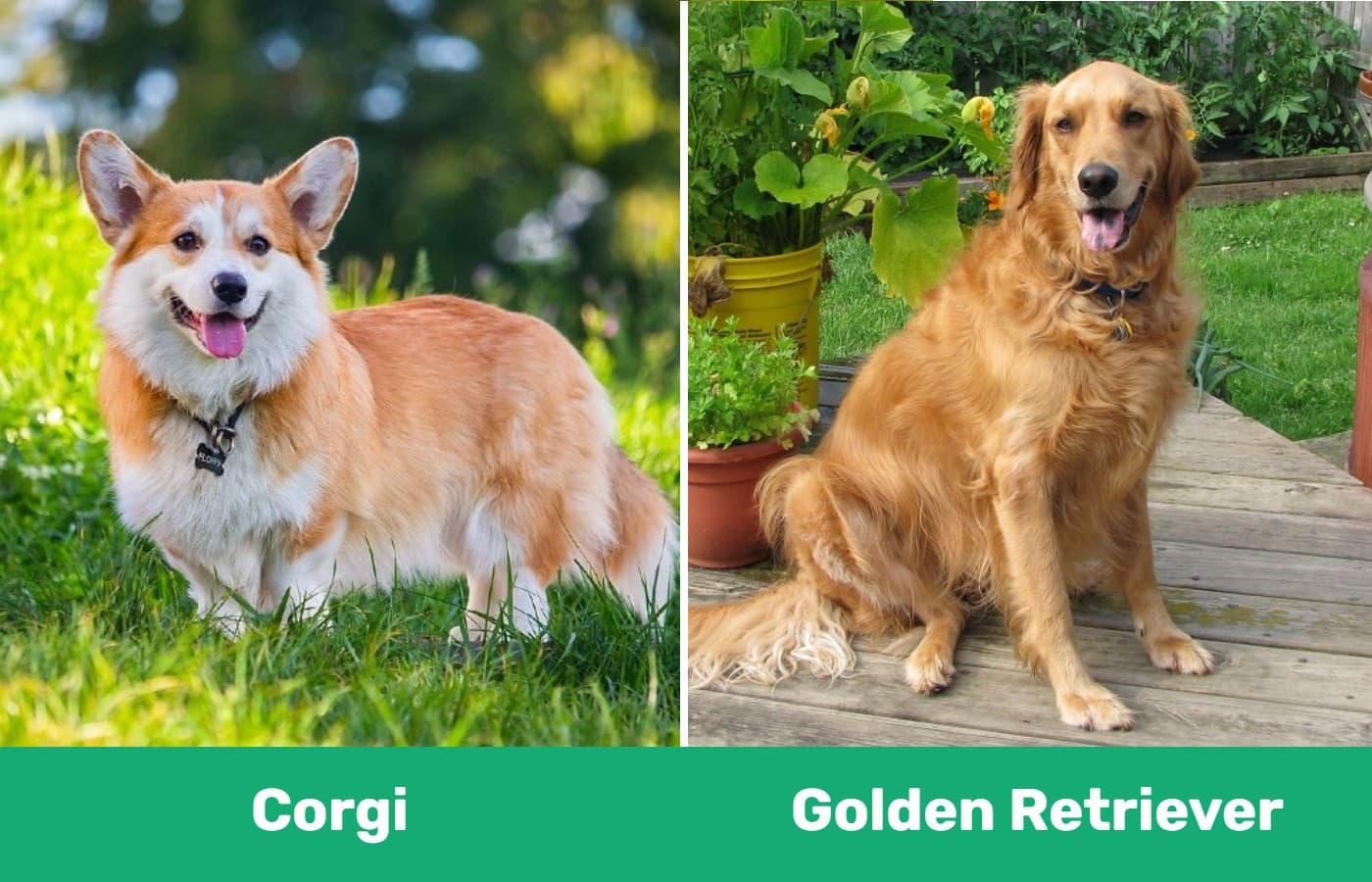 Corgi vs Golden Retriever: The Key Differences (With Pictures) | Pet Keen