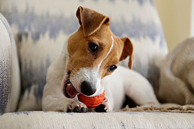 Curious Jack Russell Terrier puppy playing with favorite toy