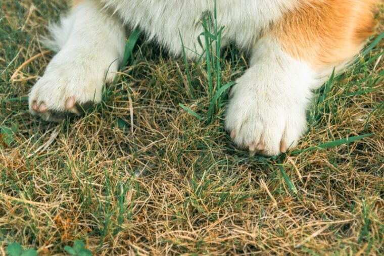 Cute corgi paws lying on the lawn