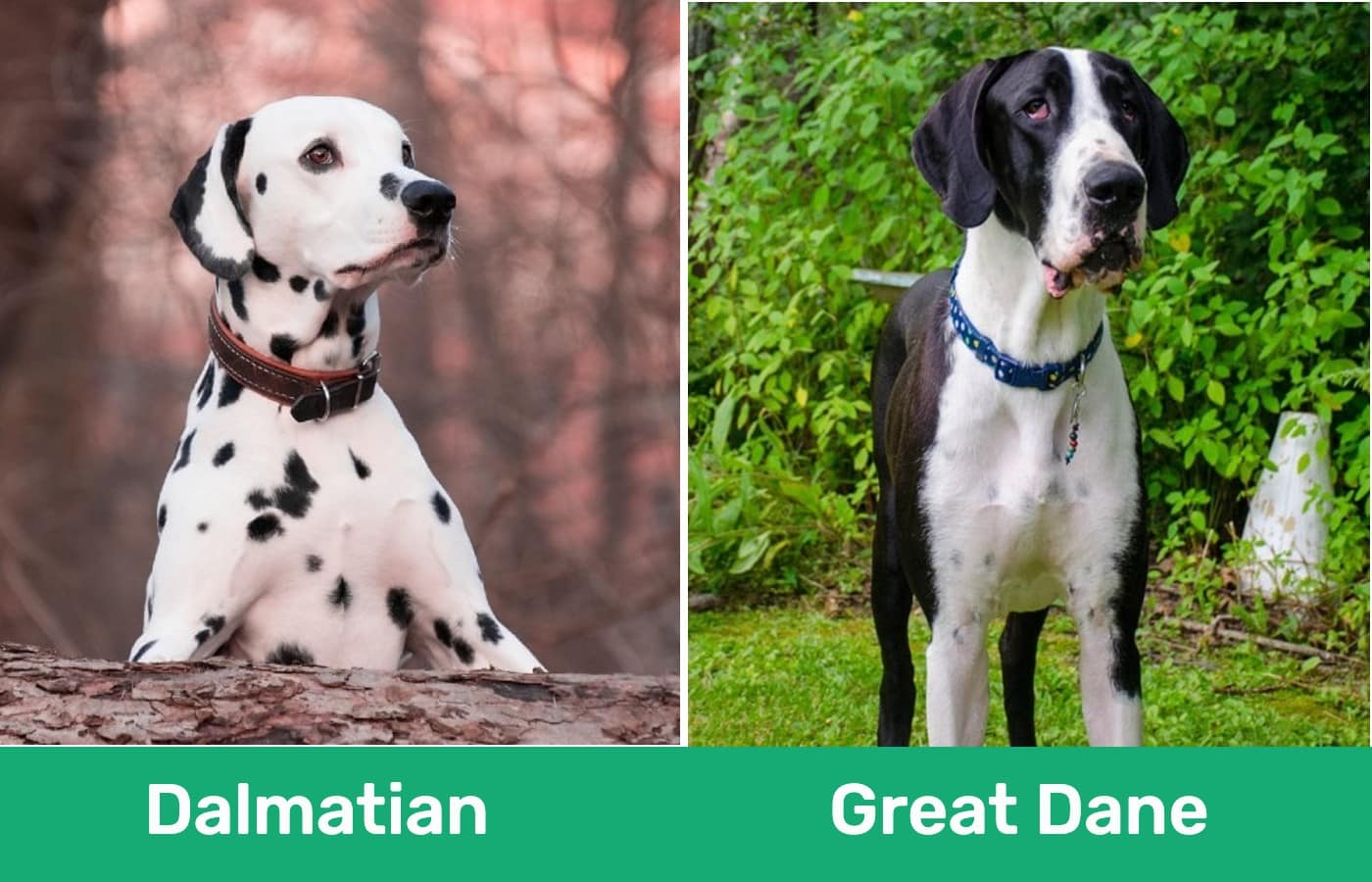 Dalmatian vs Great Dane_side by side