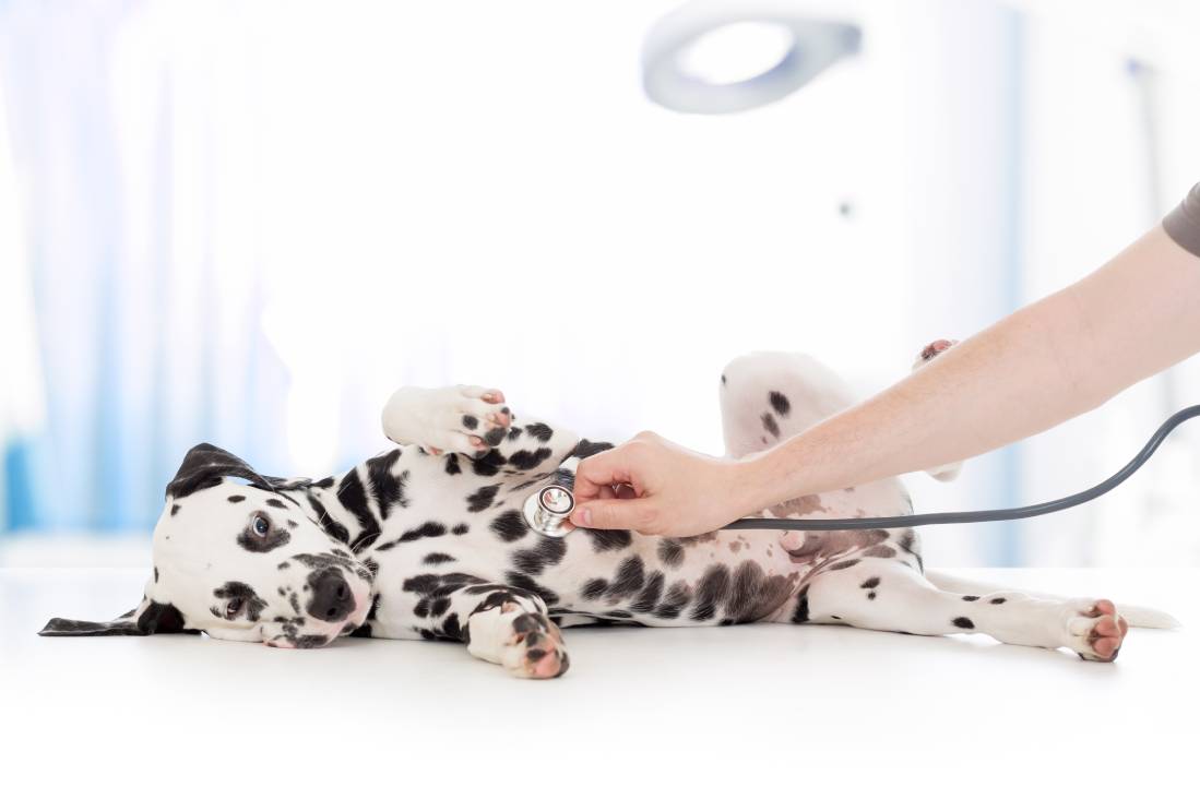 Dalmatian Examine by vet