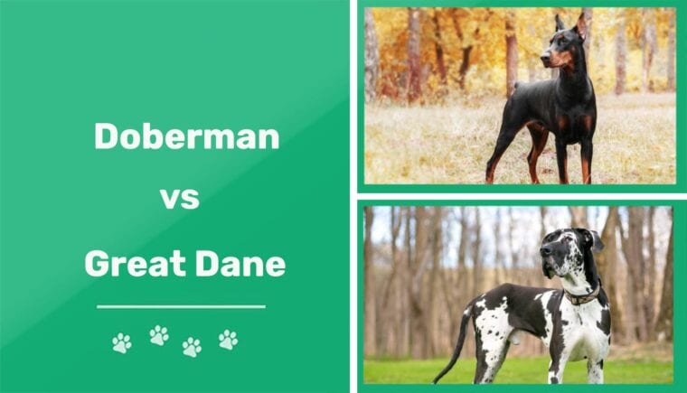 Doberman vs Great Dane