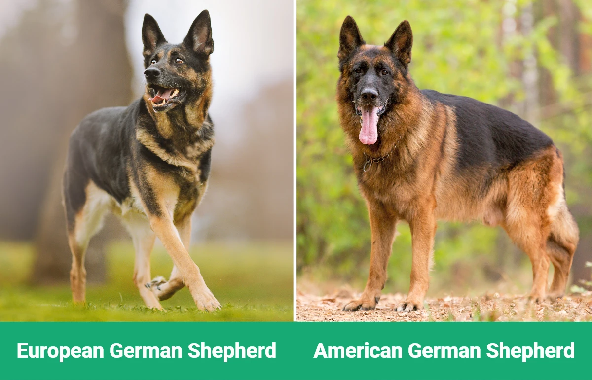 american german shepherd vs german german shepherd