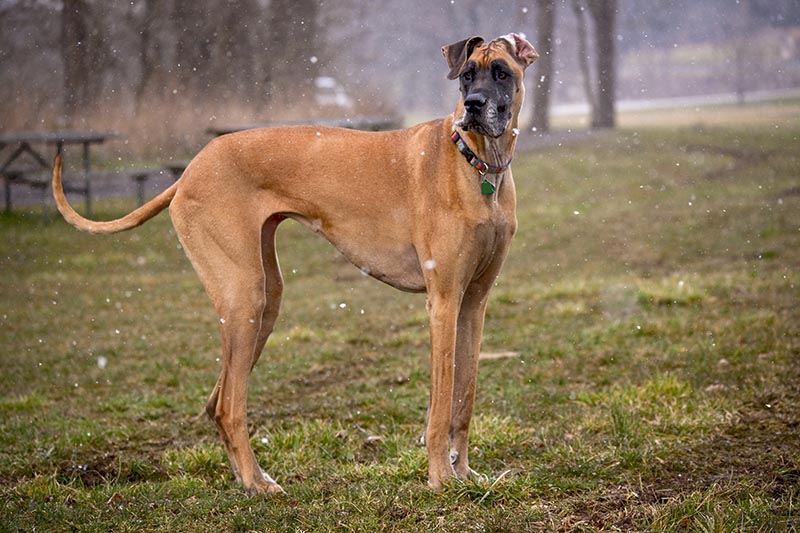 Fawn great dane standing in afield in the snow